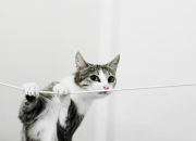 九游APP-雄鹿淘汰热火，浓眉成关键先生，改写东部格局的转折点