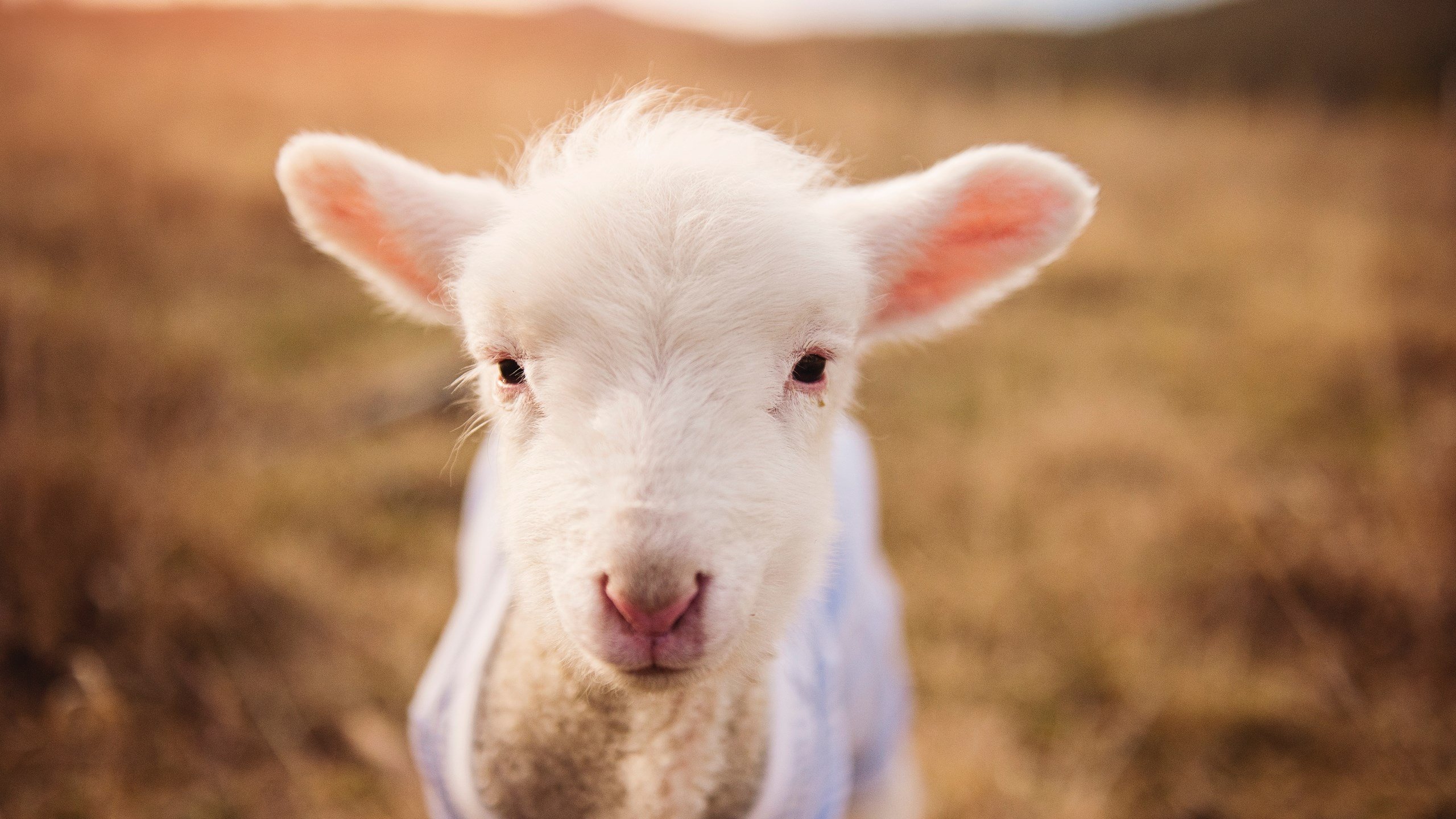 孔德之夜,抢七舞台上的唯一存在